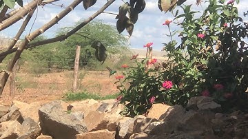 When CAMERA FPS = HUMMINGBIRD WING BEAT