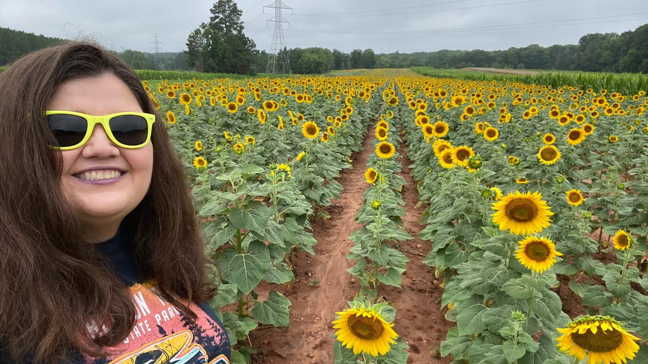 2022 Sunflowers at Draper Wildlife Management Area in McConnells, South