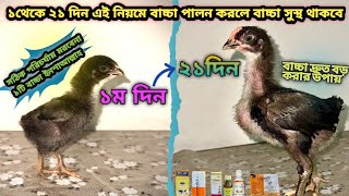 ১দিন থেকে ২১দিন পর্যন্ত দেশি মুরগির বাচ্চা থাকবে সুস্থসবল,দেশি মুরগি পালন পদ্ধতি | deshi murgi palan