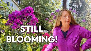 August Garden Tour | What's Blooming in My Entrance Garden Now