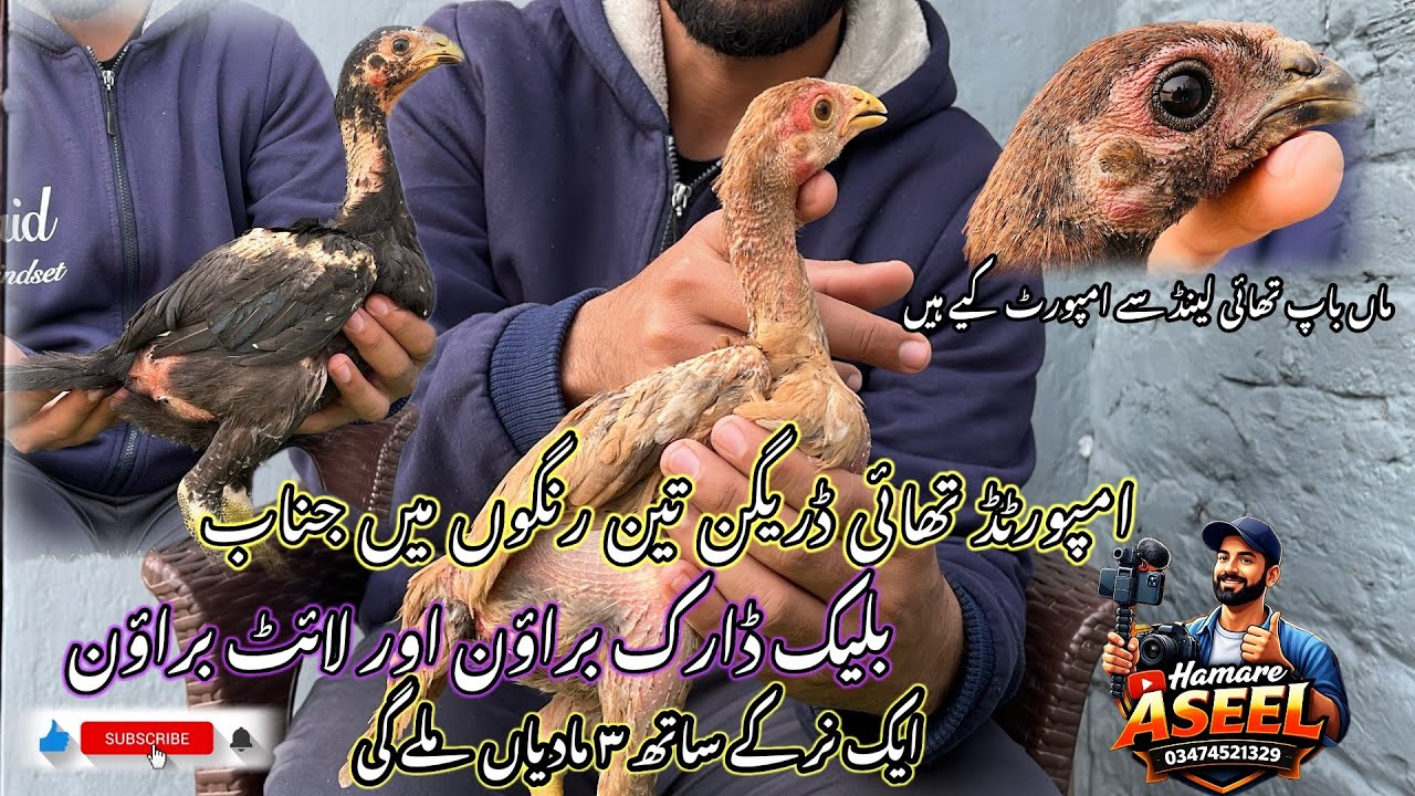 امپورٹڈ تھائی ڈریگن ہوم بریڈ 🤗|3 رنگوں میں بلیک ڈارک براؤن لائٹ براؤن |بچے دستیاب ہیں 🥰🤗|