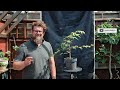 Sango kaku, Japanese maple, bonsai in development 30/05/26. #bonsai #japanesemaple