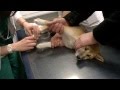 Shiba Inu 骨折してギブスを巻かれる柴犬の子犬
