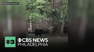 Bear captured in Hatboro, Montgomery County, Cape May County Zoo welcomes new zebra foal