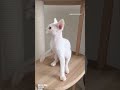 ご家族様募集中 #デボンレックス #devonrex #德文卷毛猫 #ご家族募集中 #猫 #ブリーダー #デボンレックスブリーダー #キャッテリー #cattery #breeder #short
