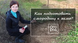 видео: Как подготовить смородину к зиме: обрезка, подкормка, обработка картинка: Как подготовить смородину к зиме: обрезка, подкормка, обработка
