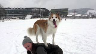 Dogfrisbee im Schnee 2015 by Alen Soldic 1,319 views 9 years ago 2 minutes, 25 seconds