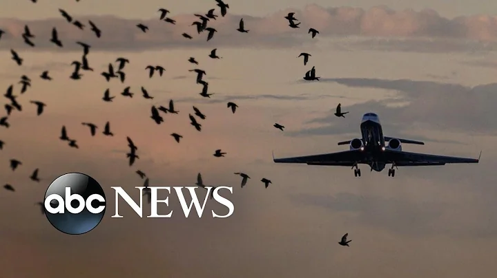 United flight experiences a bird strike - DayDayNews