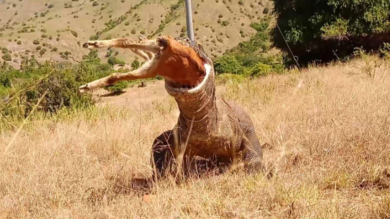 Komodo Dragon Swallows Another Goat on the hill, the latest special video today - YouTube