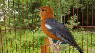 Anis merah ngeplong santai, Untuk pancingan Anis merah macet dan malas bunyi