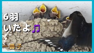 ツバメ》2024年 我が家のツバメ④「雛の成長•親鳥ナイスキャッチの瞬間