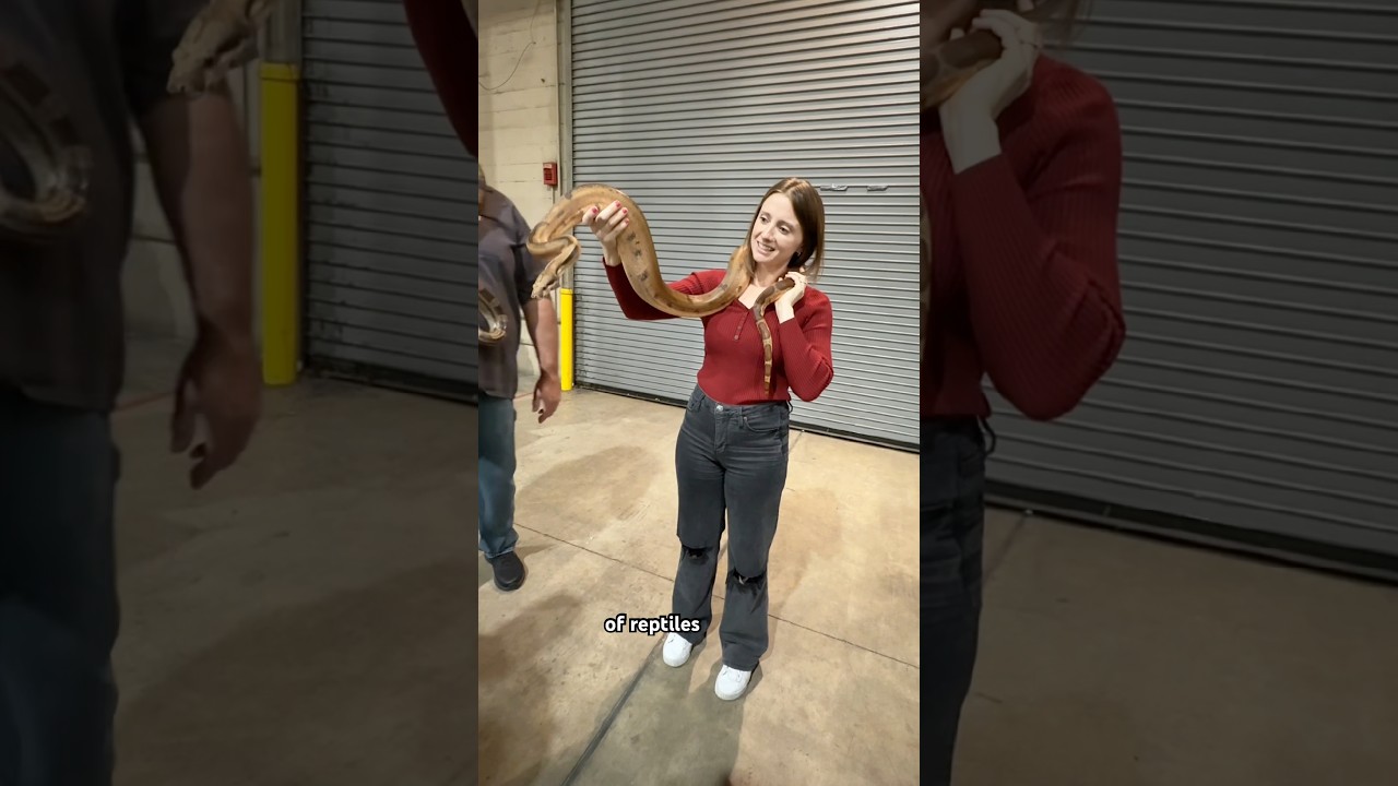 🐍 #reptiles #reptile #reptileenthusiasts #snake #lizard #reptilekingdom #reptileexpo #spiders