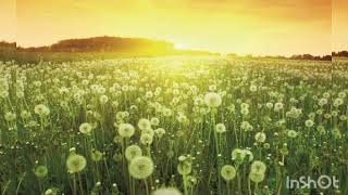 (Ruth B)Dandelions song cover by Yashi