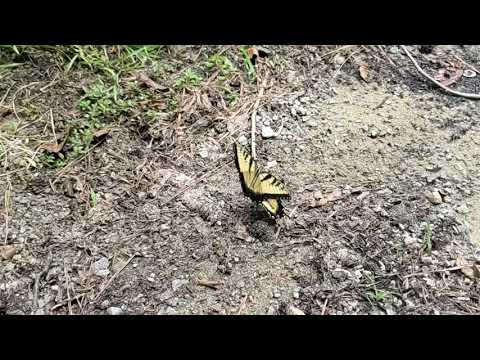 yellow-monarch-butterfly-(in-super-slow-motion)