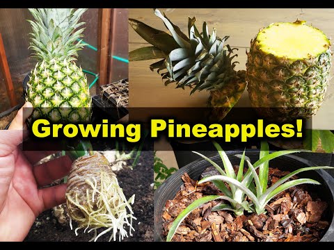 Video: Ananastomatvård: Lär dig om att odla hawaiianska ananastomater