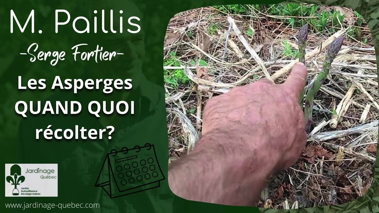 QUAND ET COMMENT RÉCOLTER DES ASPERGES - CONSEILS DE SERGE FORTIER