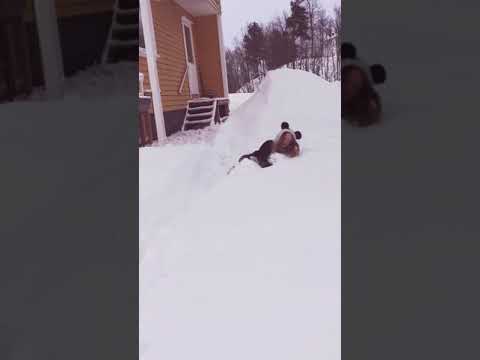 Video: Bedårende Pandaer Som Leker I Snøen