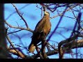 Чёрный коршун. Голос чёрного коршуна ( Milvus migrans )