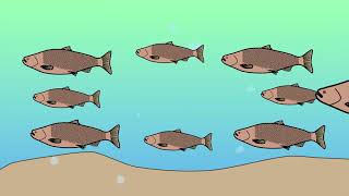 Information Fish Song by Peter Weatherall News