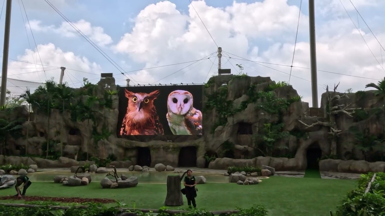 Predators on Wings | Bird Paradise |La Cuacha