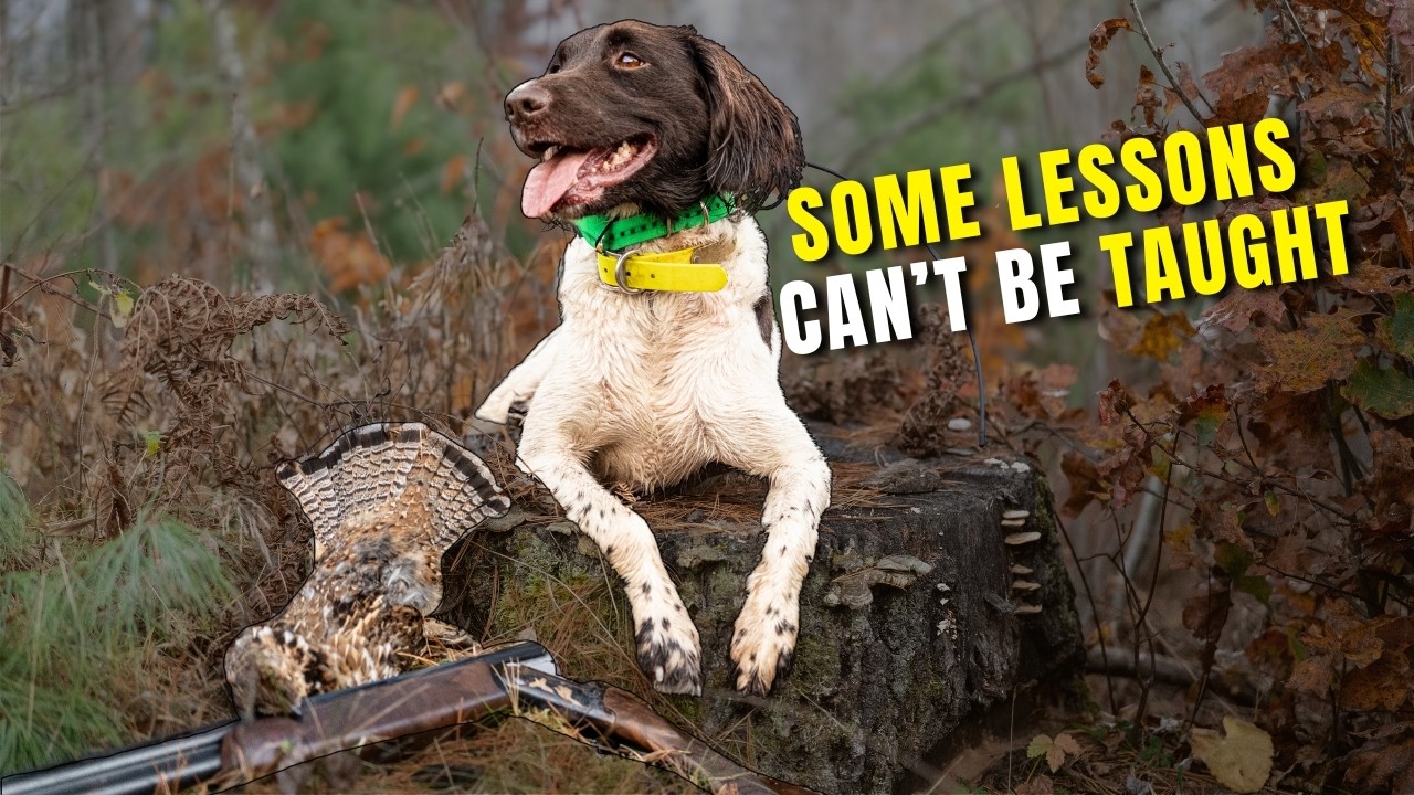The Power of Experience: Lessons in Dog Training You Can't Teach - YouTube