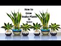 Snake plants Growing in Water-Snake plants Indoor Decoration-Snake plants Leaf Cutting-Diy planter