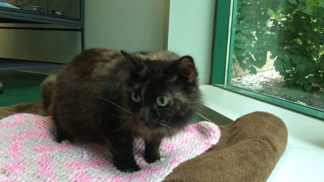 Lainey at Oshawa Animal Services needs a home YouTube