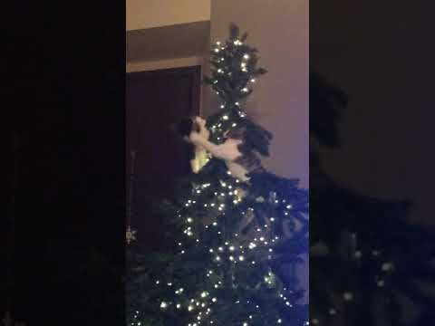 Funny cats christmas edition