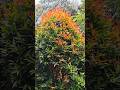 Cristina Ficus plant #ytshorts #viral #nature #gardening #beautiful plant @thenaturalflowers