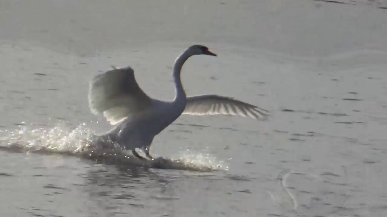 DIRE STRAITS, PORTOBELLO BELLE + Lyrics YouTube