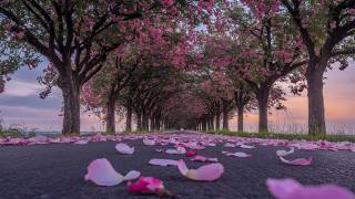 Deep Sleep, Relaxation \& Mindful Healing 🌿 2 Hours of Dreamy Piano