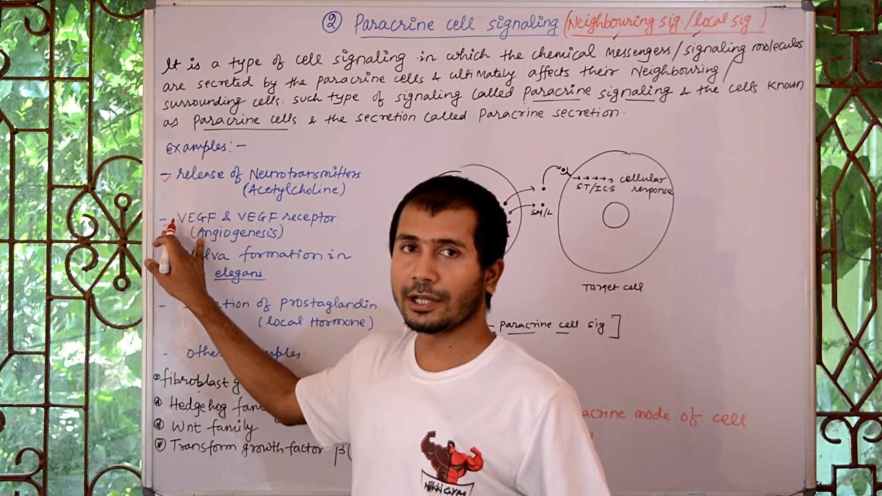 cell signaling part 05 ( Paracrine cell signaling and its examples)