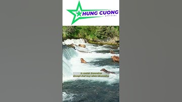 Gấu nâu Alaska săn bắt cá hồi Thái Bình Dương #khampha #animals #discovery