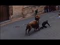 SUSTO Dos toros cogida hombre encierro Elche de la Sierra 