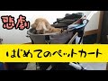 ペットカート組み立て そして悲劇が...　ミニチュアダックスしゅう