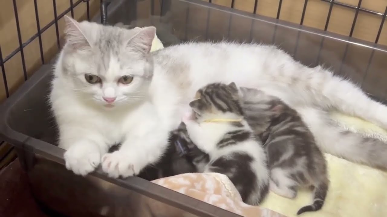 ミヌエット×アメショの赤ちゃんpart2♡