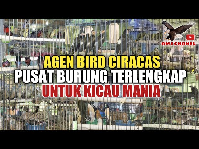 TEMPAT BURUNG FAVORIT DI CIRACAS, REKOMENDASI KICAU MANIA,ARUN BIRD SHOP class=