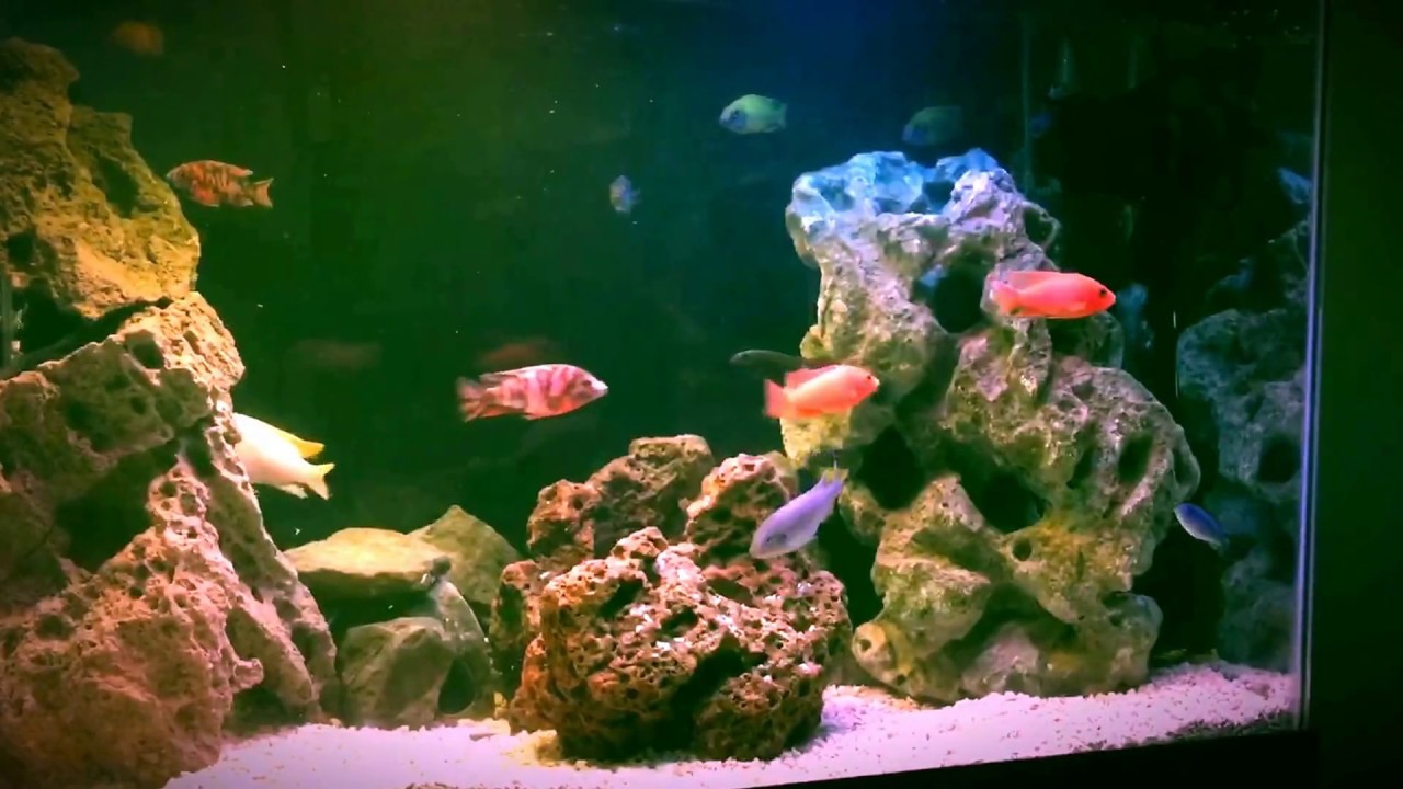 Growing African Cichlids Quickly - Superfeeding...does It Work? - Youtube