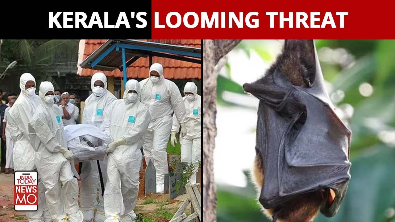 How A Bat Virus From India's Kerala Found New Ways To Infect People