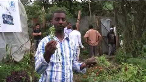 Trees for the Future: Régénération naturelle: Ethiopie du Sud