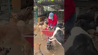 Ташкент Лучшая еда сегодня #приюткарипиди #приютдлясобак #помощьсобакам  5614 6822 1928 2581