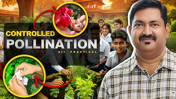 CONTROLLED POLLINATION | Class XII Practical