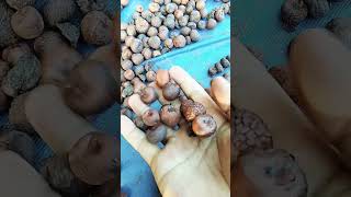 betel nut from Hailakandi