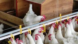 Élevage  Cobb 500(semaine 1 à la reproduction)-Broiler Breeders