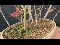 Acer Palmatum Suminigashi Japanese Maple Bonsai Forest repotting