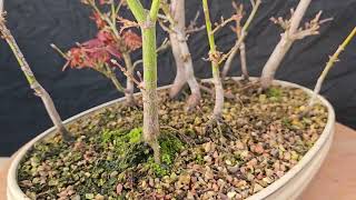 Acer Palmatum Suminigashi Japanese Maple Bonsai Forest repotting