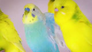 2  hour rain and bird sounds by Budgie Nation 12,566 views 2 months ago 2 hours, 29 minutes