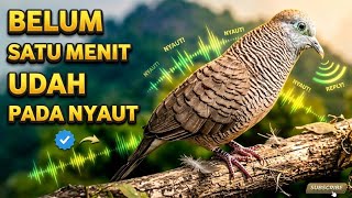 Perkutut Lokal Gacor Suara Super Kristal - Pancingan Malas Bunyi  (99%AMPUH BANGET)