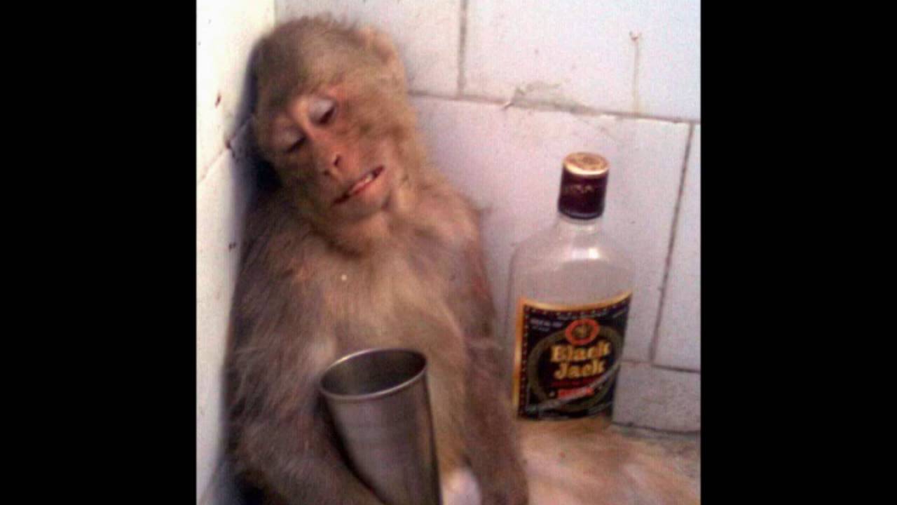 Пьяная обезьяна картинки прикольные