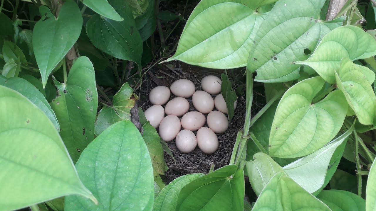 Final thoughts on Hatching Eggs under a Broody Hen Homemade YouTube